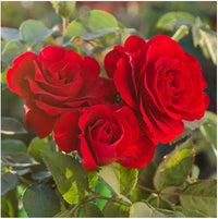 Bordeaux Rose Blumensamen zur Aussaat pflegeleicht Traditionssorte & ohne Gentechnik Samen Hausgarten