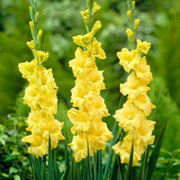 Gelb weiß gladiolus anpflanzung samen