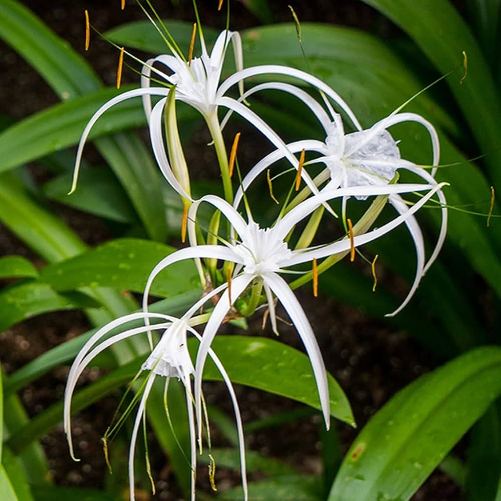 Weiß Lycoris Blumensamen zur Aussaat – Schnitt Blume beliebt – Traditionssorte & ohne Gentechnik Samen Hausgarten