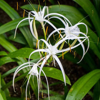 Weiß Lycoris Blumensamen zur Aussaat – Schnitt Blume beliebt – Traditionssorte & ohne Gentechnik Samen Hausgarten