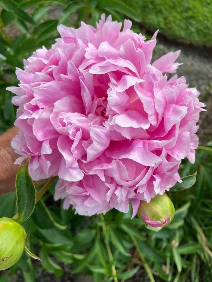 Pfingstrose Paeonia lactiflora Blumensamen zur Aussaat