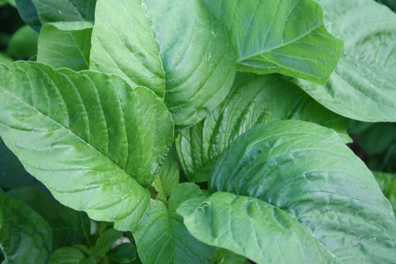 Green Intybus Samen for Your Gemüse Garden