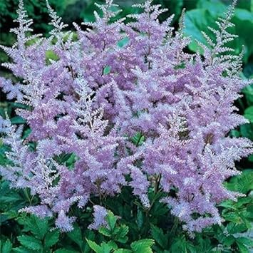 Lavender astilbe blume samen for anpflanzung bright blooms heirloom & gmo free samen for home garten 
 
 sale for anpflanzung in home garten