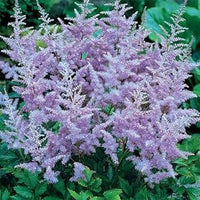 Lavender astilbe blume samen for anpflanzung bright blooms heirloom & gmo free samen for home garten 
 
 sale for anpflanzung in home garten
