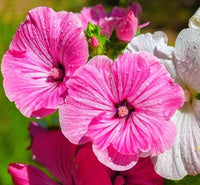 Rosa Lavatera Trimestris Blumensamen zur Aussaat – saisonal Dauerblüher – Traditionssorte & ohne Gentechnik Samen Hausgarten