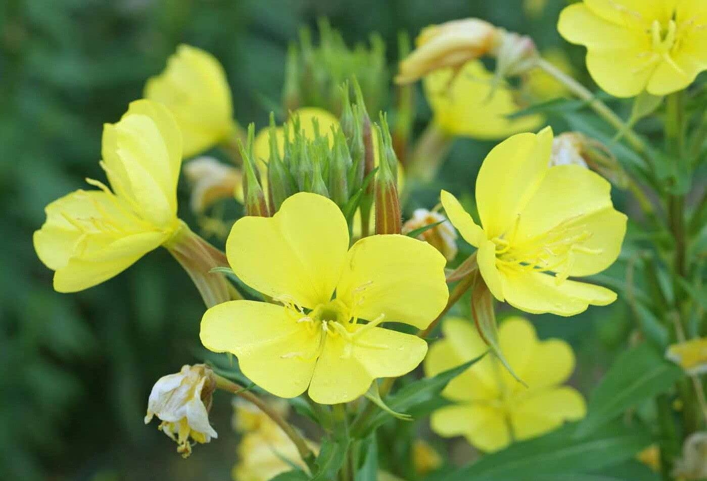 Evening Schlüsselblume Samen – zart Gelb Re-Seeding einjährige Blume
