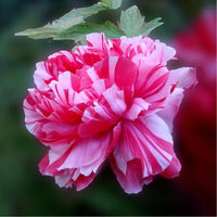 Pfingstrose Blumensamen Classic – ausdrucksstark Garten Blüten