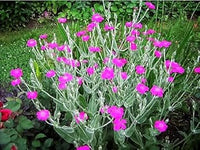 Lila catchfly blume samen for anpflanzung - pollinator friendly, heirloom & gmo free samen for home garten
 
 sale for anpflanzung in home garten