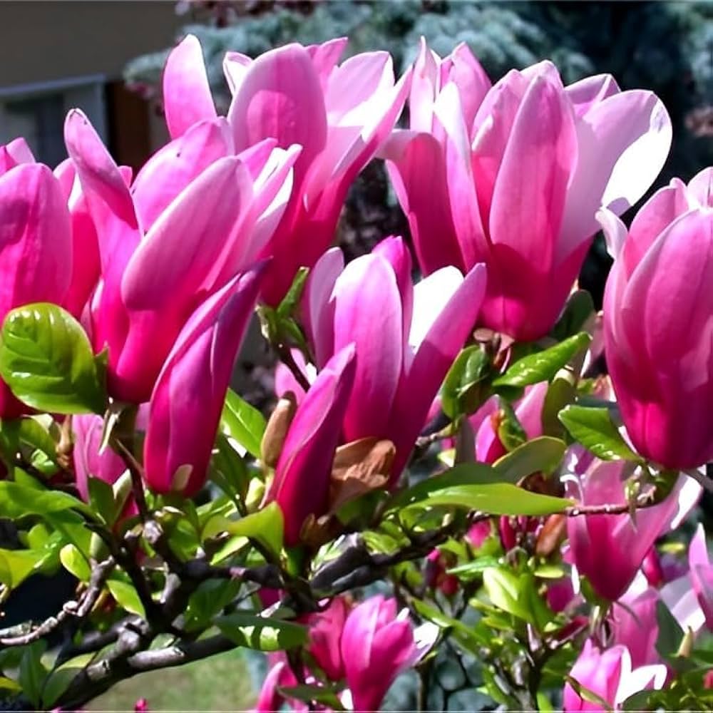klein Rosa Yulan Blumensamen zur Aussaat – Halbschatten verträglich – Traditionssorte & ohne Gentechnik Samen Hausgarten