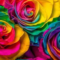 Holland Rainbow Rose Rosa spp Blumensamen zur Aussaat Blume Beet und Garten