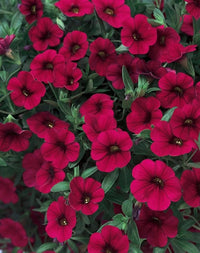 Bordeaux Petunie Dreams Samen zur Aussaat hängend Baskets Urban Garten