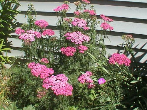 Achillea Cerise Queen Yarrow Blumensamen leuchtend Rosa Blüten