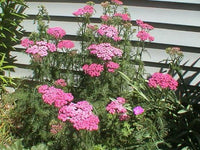 Achillea Cerise Queen Yarrow Blumensamen leuchtend Rosa Blüten