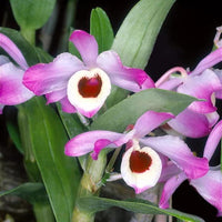December Orchidee Samen zur Aussaat Dendrobium Nobile Blume Beet für Innenräume Garten
