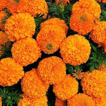 Marigold blume samen for anpflanzung - pollinator friendly, heirloom & gmo free samen for home garten
 
 sale for anpflanzung in home garten