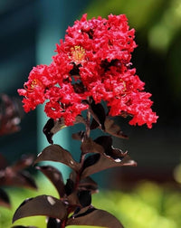 Rot Futaba Crape Blumensamen zur Aussaat Bestäuber freundlich Traditionssorte & ohne Gentechnik Samen Hausgarten