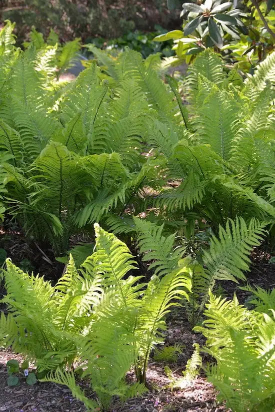 Fern Blumensamen zur Aussaat – lang Blüte Saison – Traditionssorte & ohne Gentechnik Samen Hausgarten