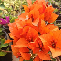 Drillingsblume Orange Blumensamen zur Aussaat – Landhaus Garten wichtig – Traditionssorte & ohne Gentechnik Samen Hausgarten