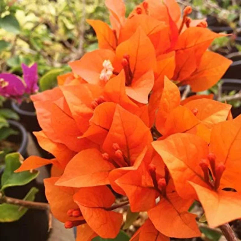 Drillingsblume Orange Blumensamen zur Aussaat – Landhaus Garten wichtig – Traditionssorte & ohne Gentechnik Samen Hausgarten