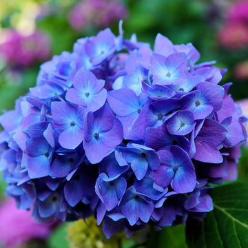 Sky blau hydrangea samen for vibrant blume anpflanzung