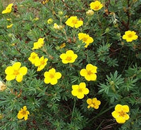 Gelb cinquefoil blume samen for anpflanzung - easy to grow, heirloom & gmo free samen for home garten
 
 sale for anpflanzung in home garten.