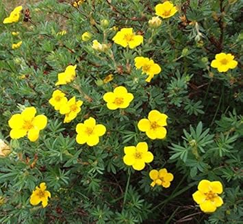 Gelb cinquefoil blume samen for anpflanzung - easy to grow, heirloom & gmo free samen for home garten
 
 sale for anpflanzung in home garten.