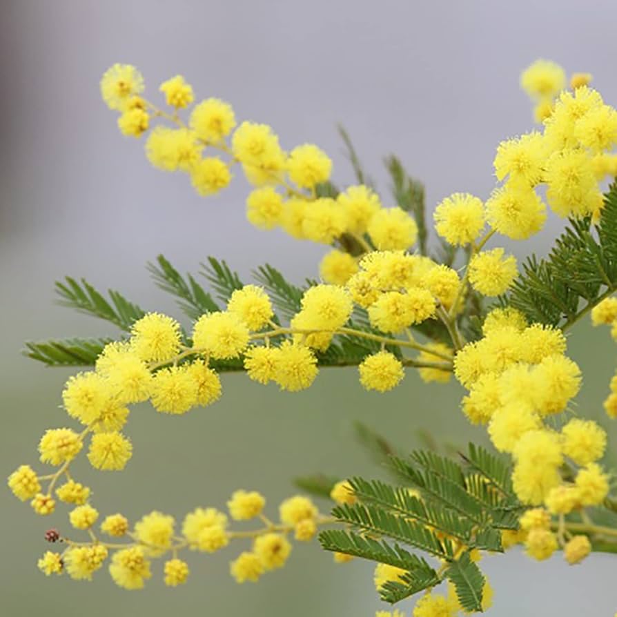 Gelb Mimosa Blumensamen zur Aussaat Bestäuber freundlich Traditionssorte & ohne Gentechnik Samen Hausgarten