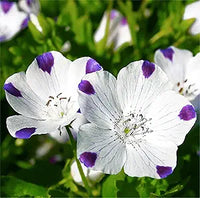 Five Spot Samen leuchtend – Eye-Catching Blüten