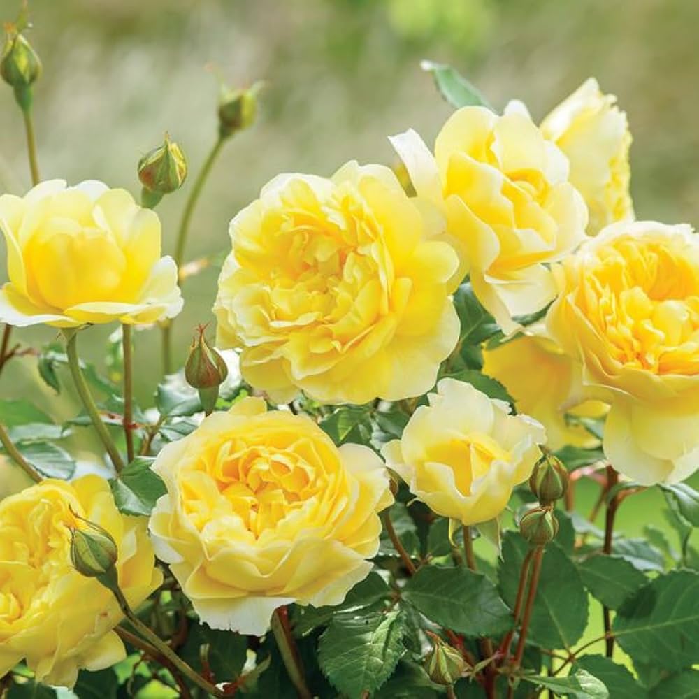Traditionssorte Lemon Gelb Osiria Rose Blumensamen zur Aussaat Bestäuber freundlich Traditionssorte & ohne Gentechnik Samen Hausgarten