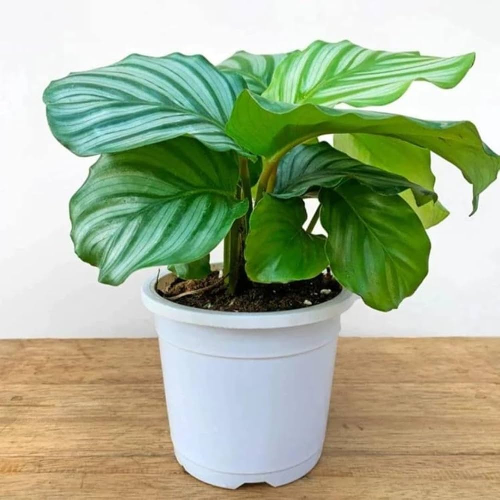 Calathea Orbifolia Blumensamen PlantingHeirloom & ohne Gentechnik Samen sonnenliebend Traditionssorte & ohne Gentechnik Samen Hausgarten