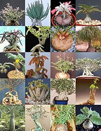 Mixed caudex blume samen for anpflanzung - easy to grow, heirloom & gmo free samen for home garten
 
 sale samen for anpflanzung in home garten