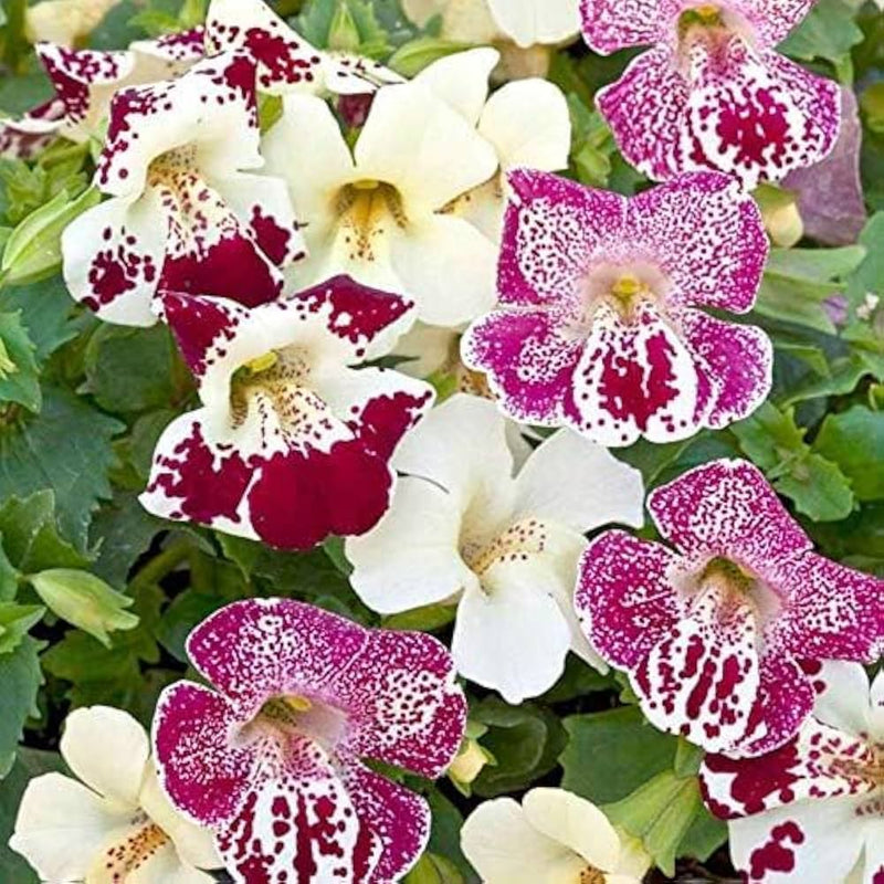 Mimulus lila monkey blume samen for colorful shade gardens
