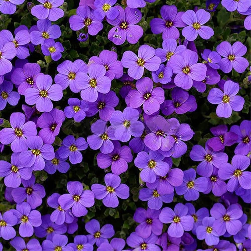 Lila aubrieta rock cascade samen, heirloom non-gmo blumen for long bloom garten anpflanzung
 
 sale samen for home garten