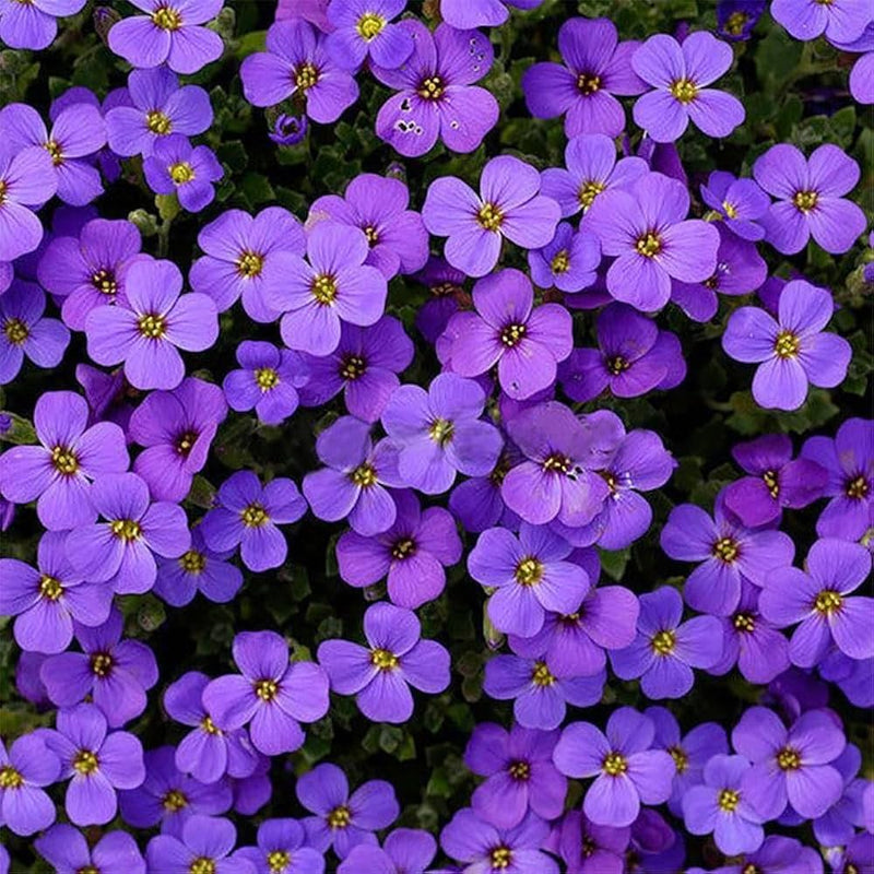 Lila aubrieta rock cascade samen, heirloom non-gmo blumen for long bloom garten anpflanzung
 
 sale samen for home garten