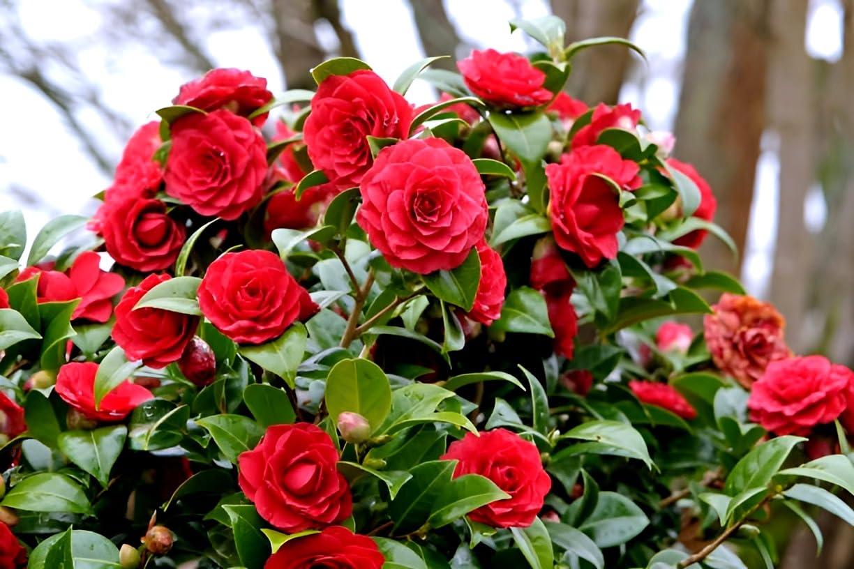 Kamelie Blumensamen zur Aussaat leuchtend Blüten Traditionssorte & ohne Gentechnik Samen Hausgarten
