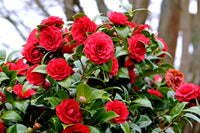 Kamelie Blumensamen zur Aussaat leuchtend Blüten Traditionssorte & ohne Gentechnik Samen Hausgarten