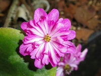 Alpine Blumensamen zur Aussaat Alpine Mischung highland Stein Garten