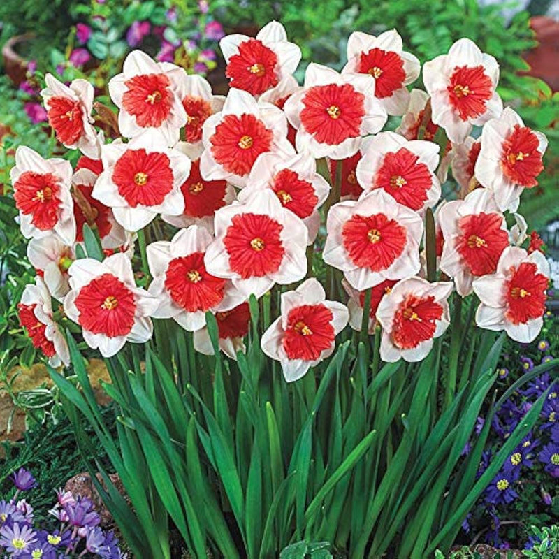 Rot Weiß Daffodils Blumensamen zur Aussaat Garten beliebt Traditionssorte & ohne Gentechnik Samen Hausgarten