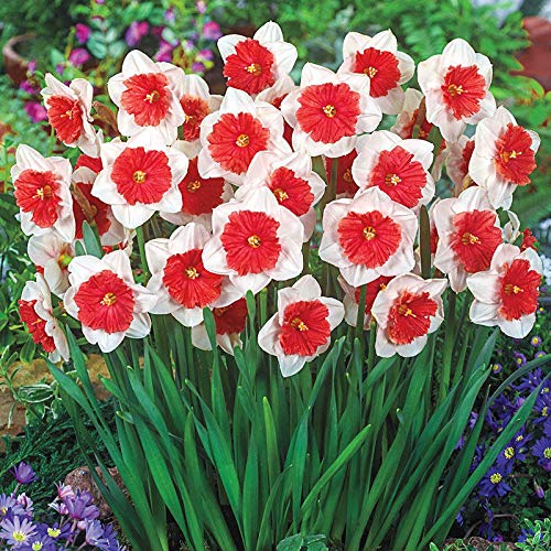 Narciso rojo doble, semillas de flores para sembrar, mezcla de flores silvestres, variedad tradicional y semillas sin ingeniería genética para jardín doméstico