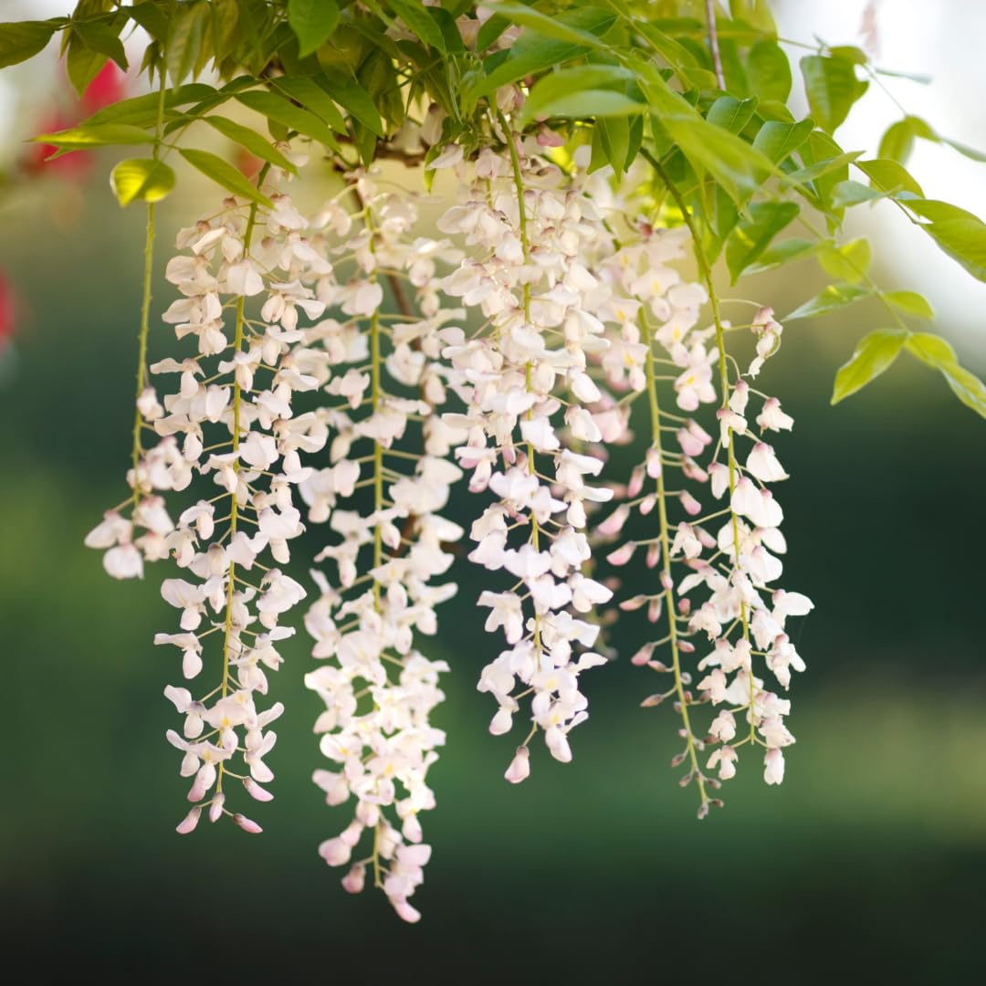 Weiß Blauregen Blumensamen zur Aussaat pflegeleicht Traditionssorte & ohne Gentechnik Samen Hausgarten