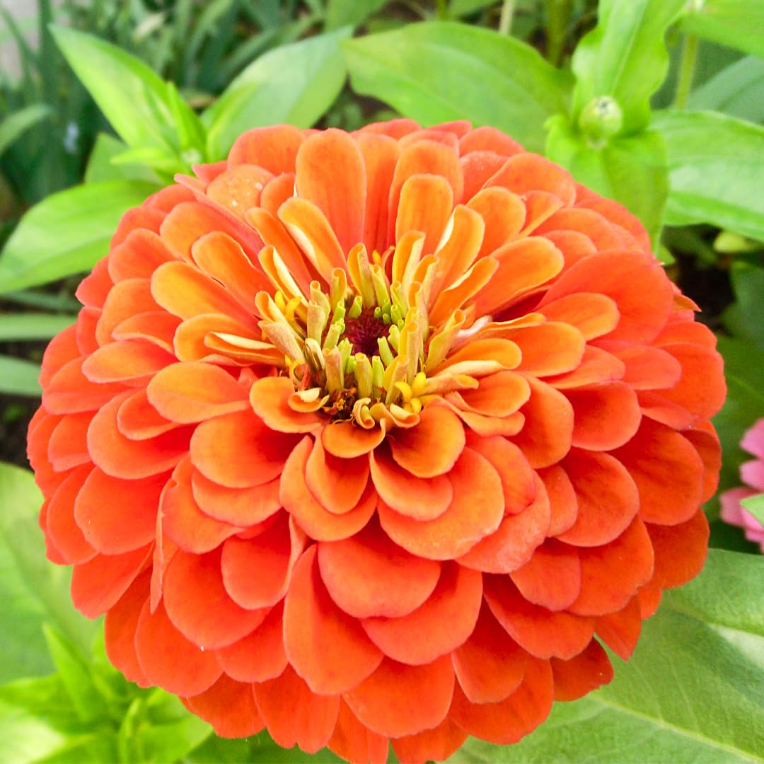 Orange king zinnia for garten anpflanzung