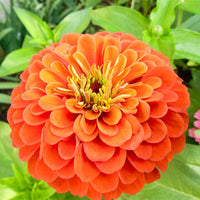 Orange king zinnia for garten anpflanzung
