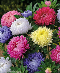 Aster for anpflanzung in blume bed
