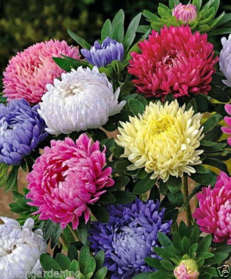 Aster for anpflanzung in blume bed