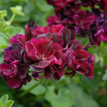 Dark burgundy geranium blume samen for anpflanzung vibrant colors heirloom & gmo free samen for home garten
 
 sale samen for home garten anpflanzung