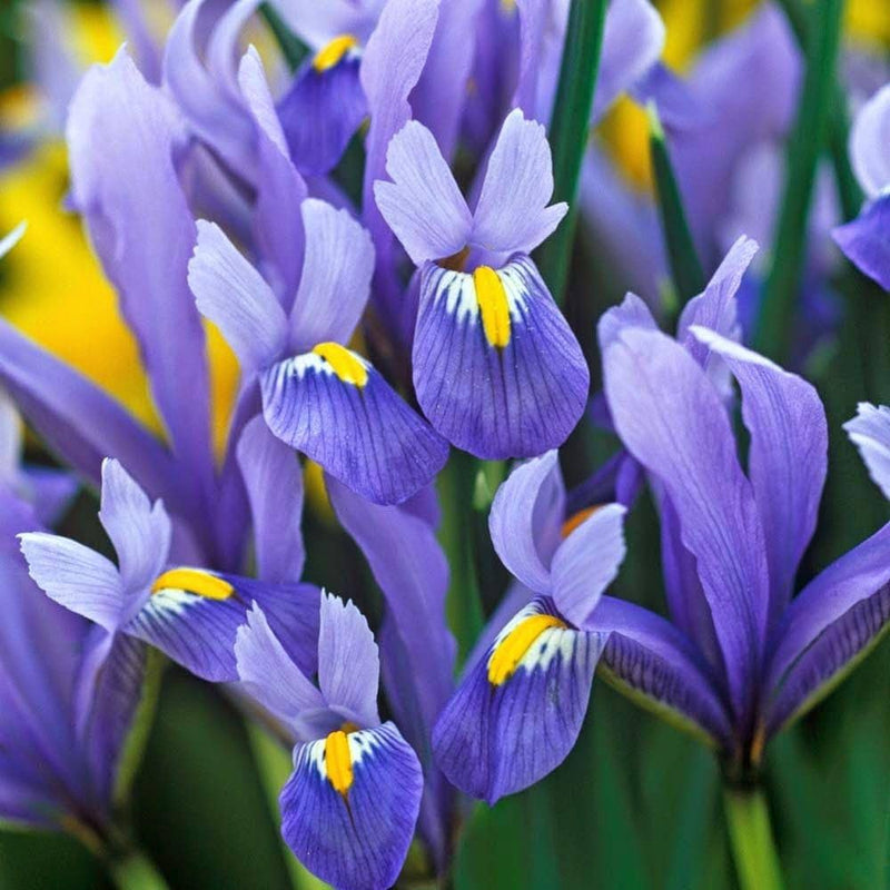 Gemischt Iris Iris spp Blumensamen zur Aussaat Blume Beet und Garten
