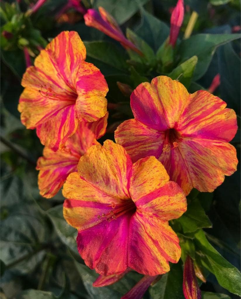 Gelb rot mirabilis blume samen blume samen for anpflanzung pollinator friendly heirloom & gmo free samen for home garten 
 
 sale for anpflanzung in home garten