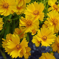 Multi Lanceolata Blumensamen zur Aussaat ideal Rabatten Traditionssorte & ohne Gentechnik Samen Hausgarten