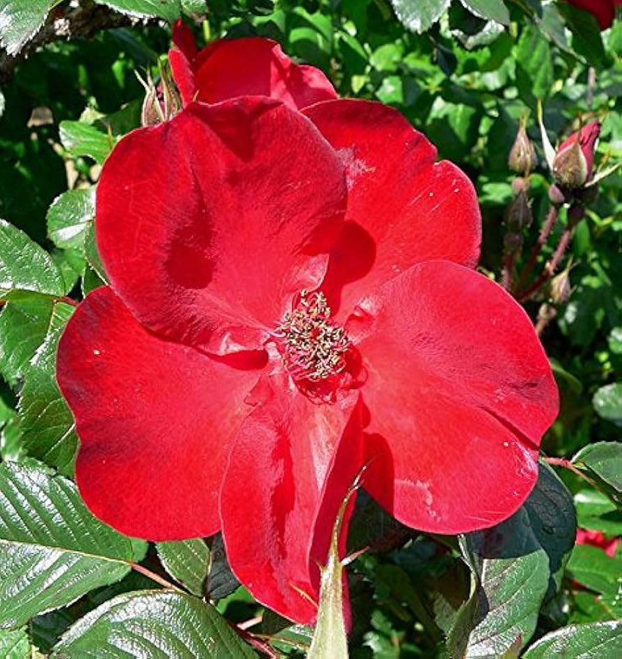 Rot Rugrose Rose Blume Samen zur Aussaat
