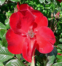 Rot Rugrose Rose Blume Samen zur Aussaat